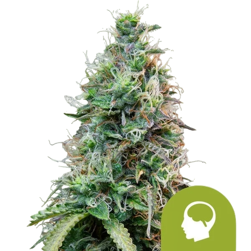Amnesia Haze