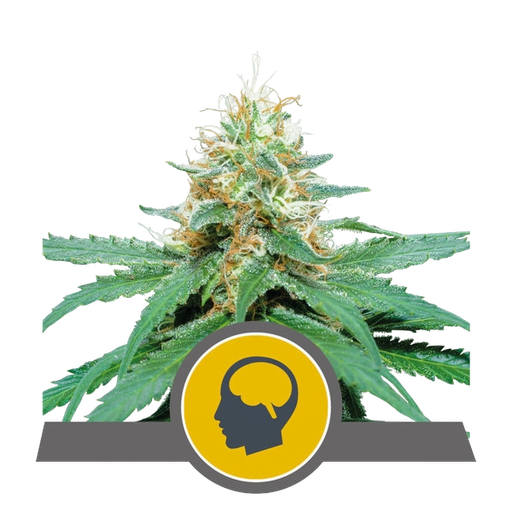 Amnesia Haze