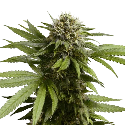 Apple Fritter