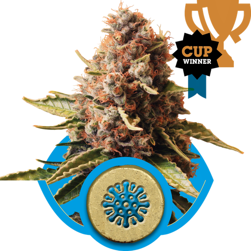 Euphoria CBD