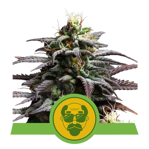 Granddaddy Purple