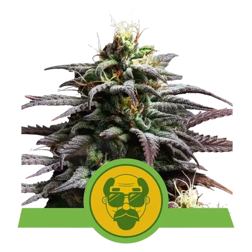 Granddaddy Purple