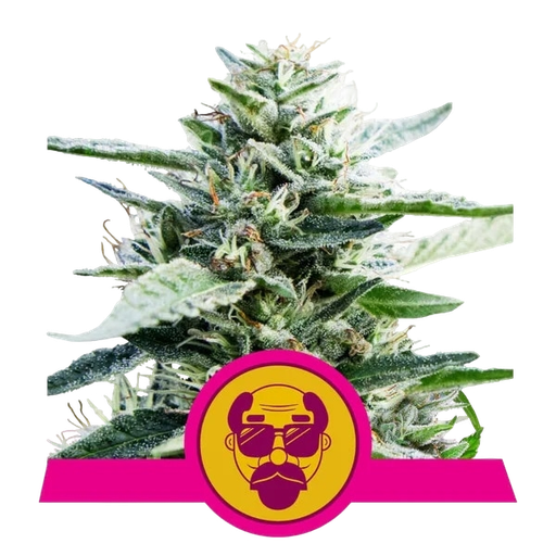 Granddaddy Purple