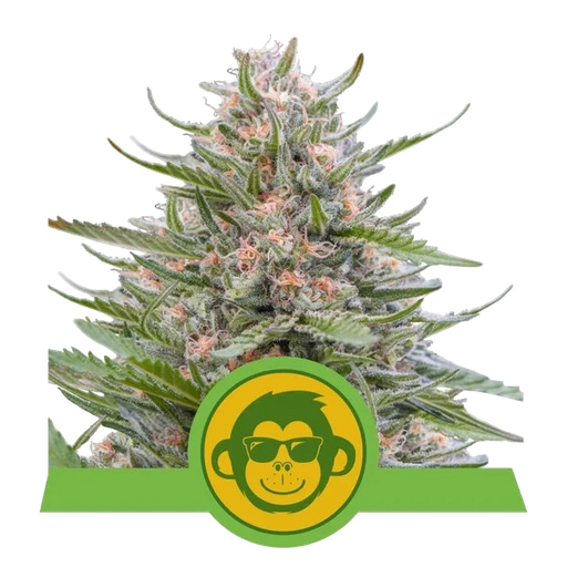 Grape Ape