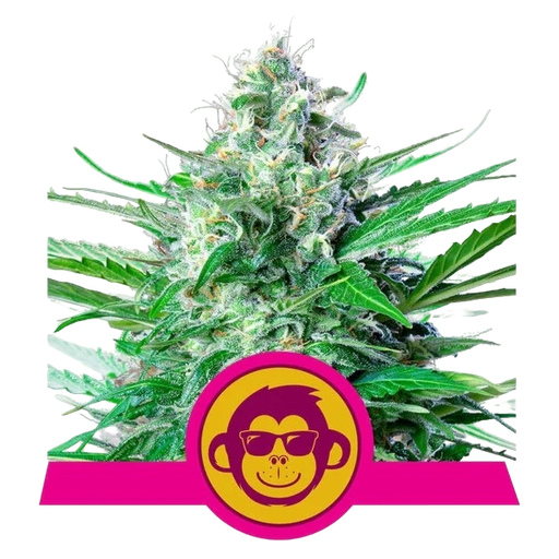 Grape Ape