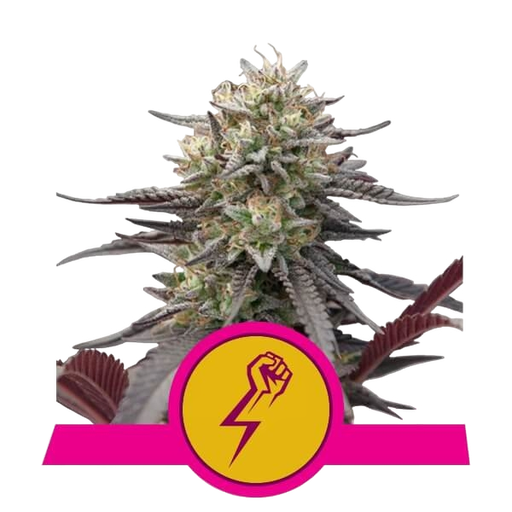 Green Crack Punch