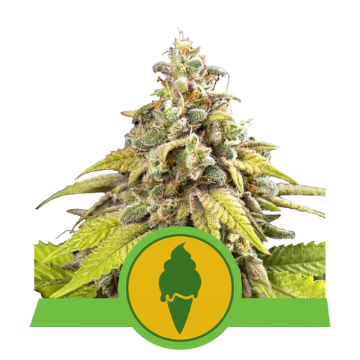 Green Gelato