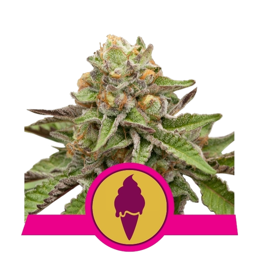 Green Gelato