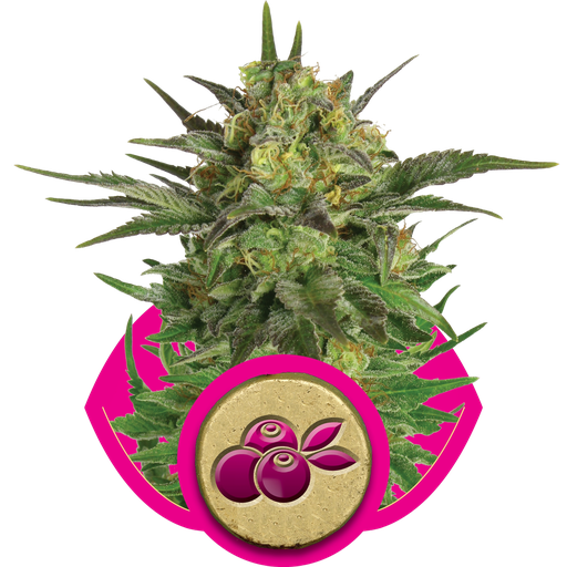 Haze Berry