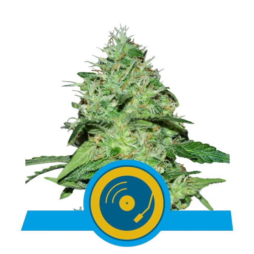 Joannes CBD