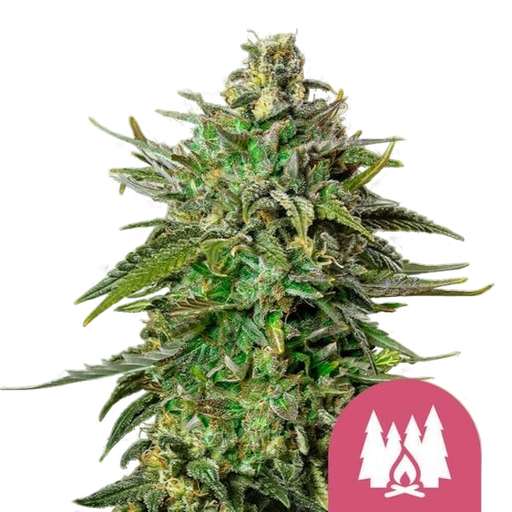 Larry OG