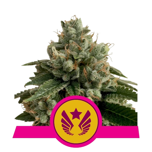 Legendary OG Punch