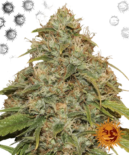 Lemon Potion CBD