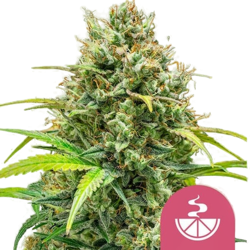 Lemon Skunk