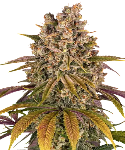 Lemon Tree