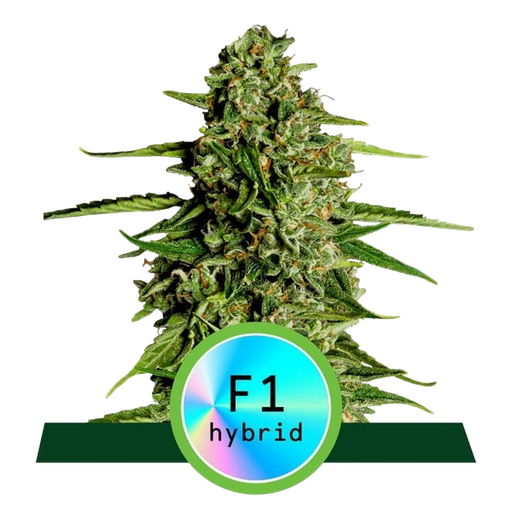 Medusa F1