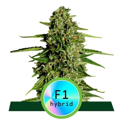 Medusa F1