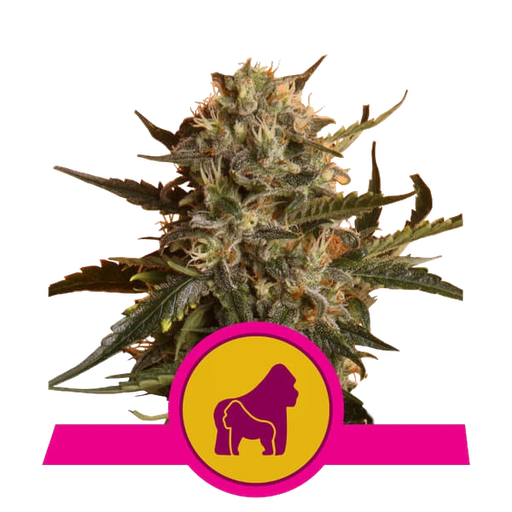 Mother Gorilla (formerly Royal Madre)
