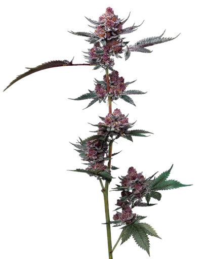 Cherry Poppers