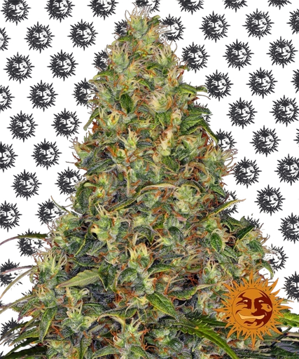 Amnesia Haze