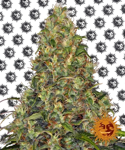 Amnesia Haze