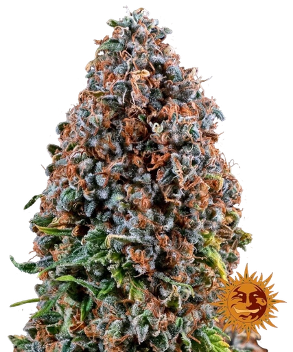 Critical Kush