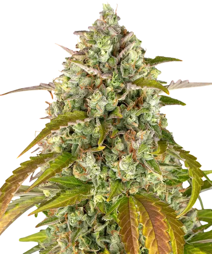 Pineapple Express