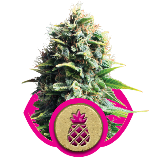 Pineapple Kush