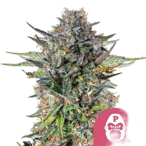 Pink Gorilla