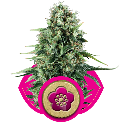 Power Flower