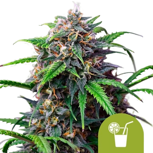Purple Lemonade