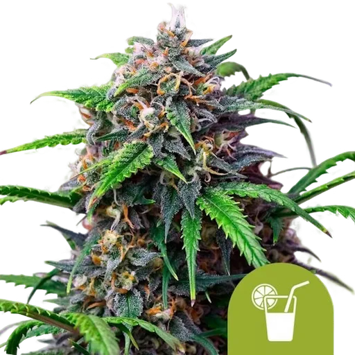 Purple Lemonade