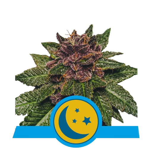 Purplematic CBD