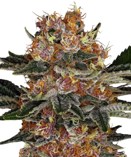 Purple Punch