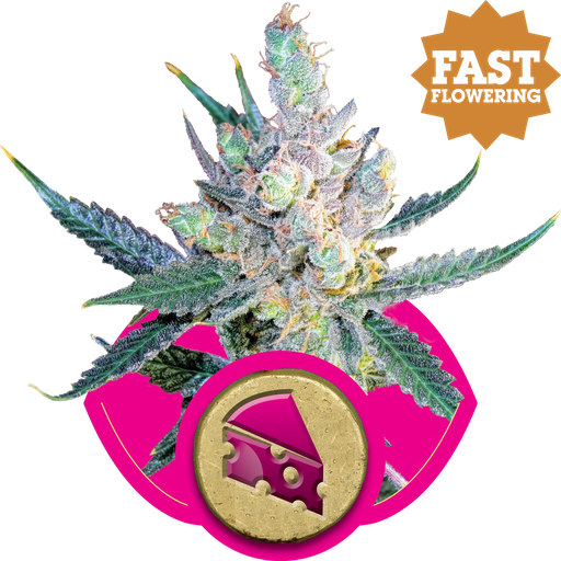 Royal Cheese FAST Version