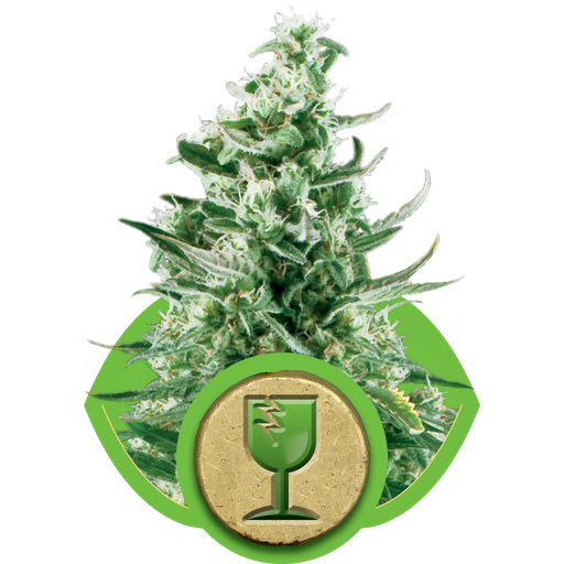Royal Critical