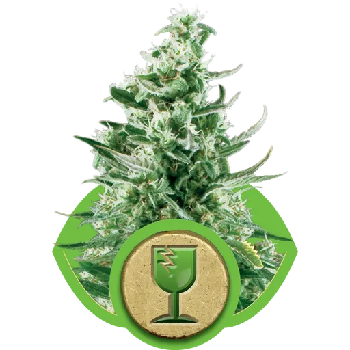 Royal Critical