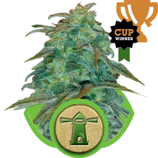 Royal Haze