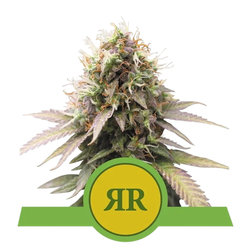 Royal Runtz