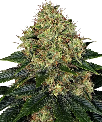 Skywalker OG