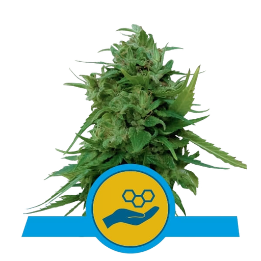 Solomatic CBD