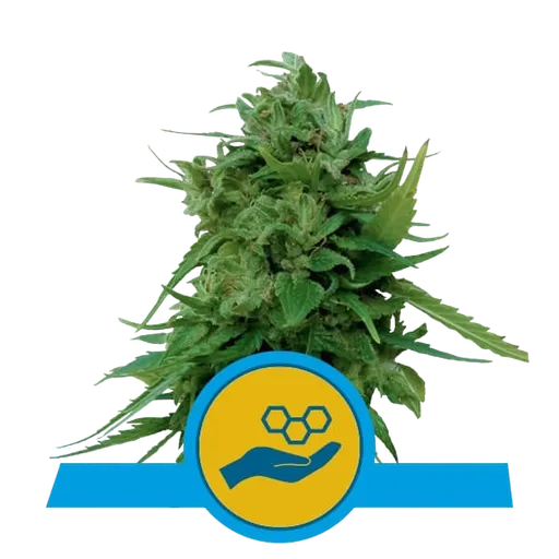 Solomatic CBD