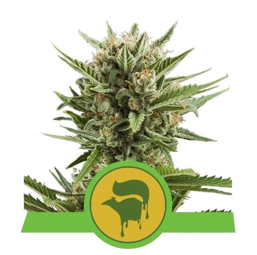 Sweet Skunk