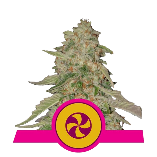 Sweet ZZ (formerly Sweet Zkittlez)