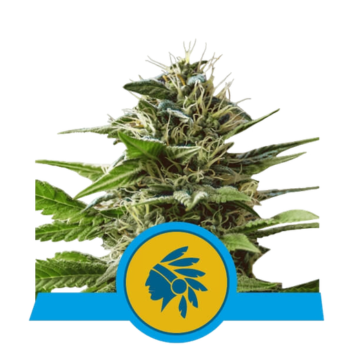 Tatanka Pure CBD
