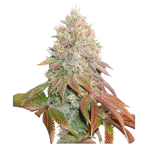 Banana Blaze