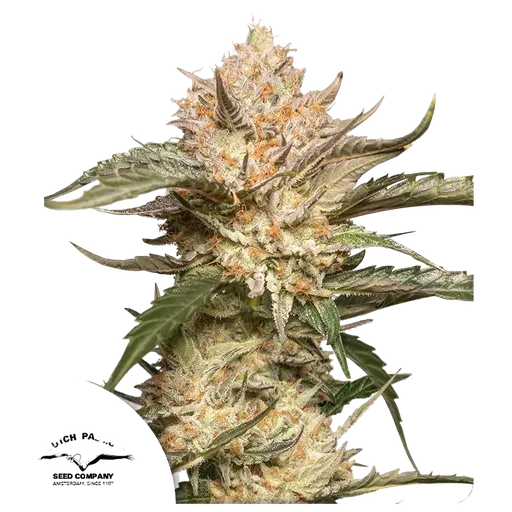 Trichome & Cream