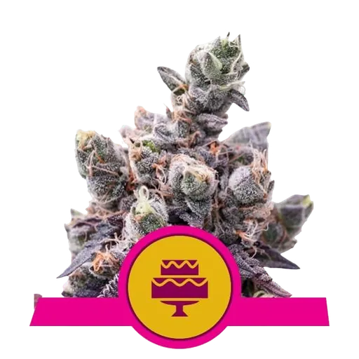 Wedding Gelato