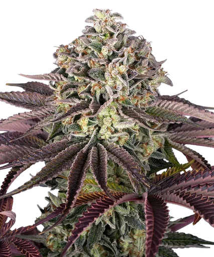Granddaddy Purple