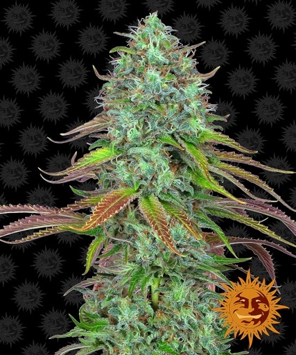 LSD